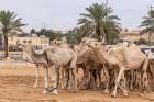 Saudi Arabia, Al-Qassim, Buraydah. Camels at the Al Qassim livestock market. Art Print